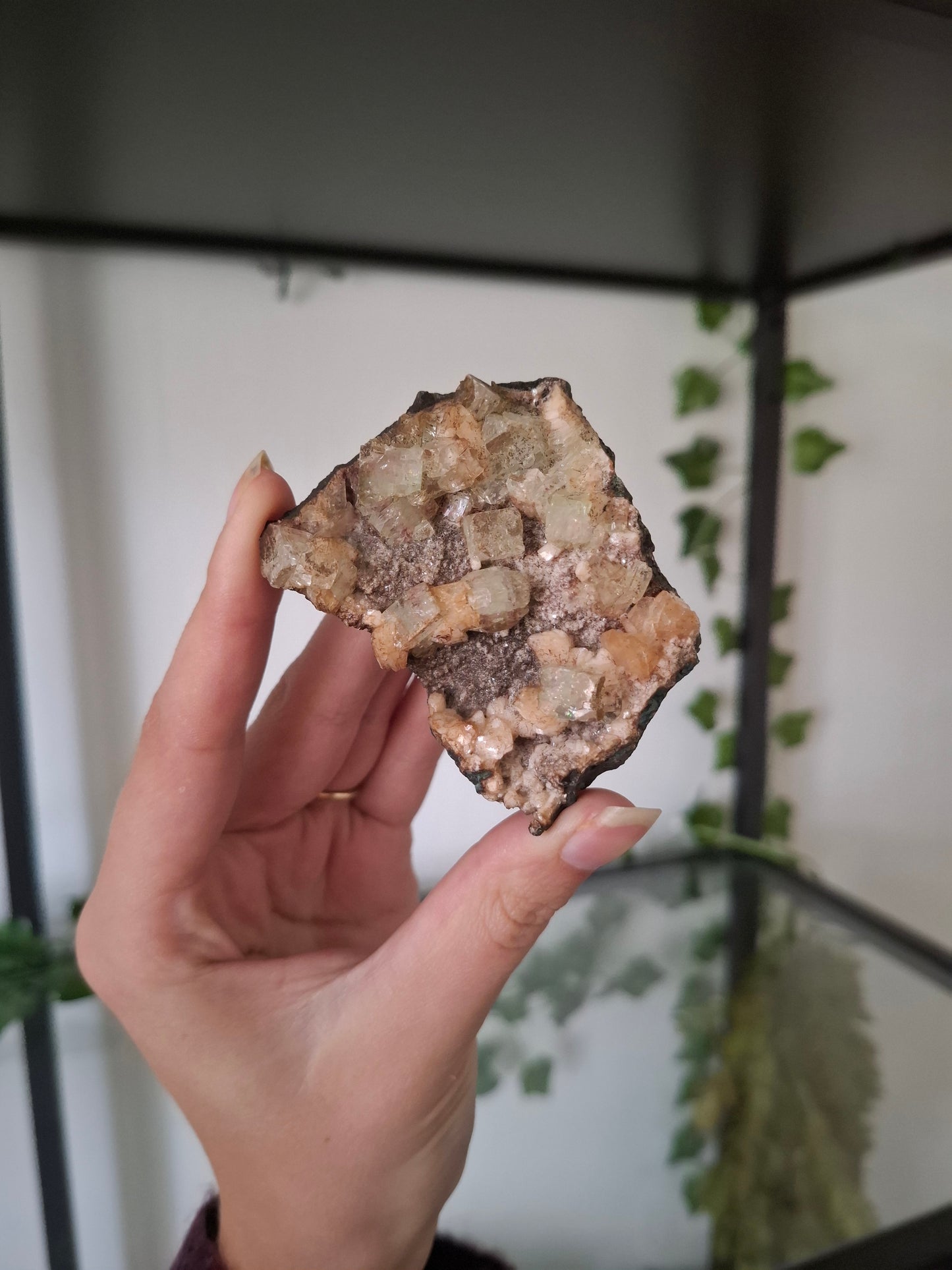Apofyliet cluster nr1