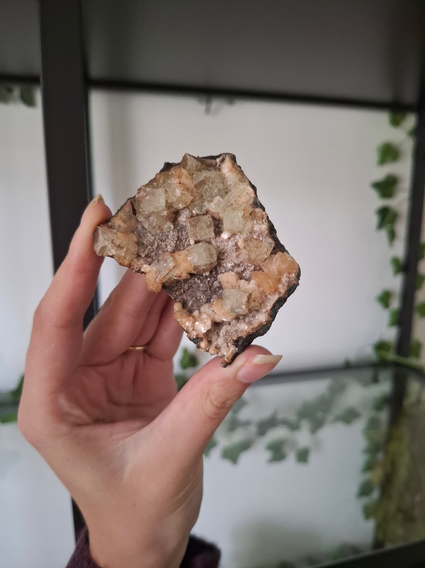 Apofyliet cluster nr1